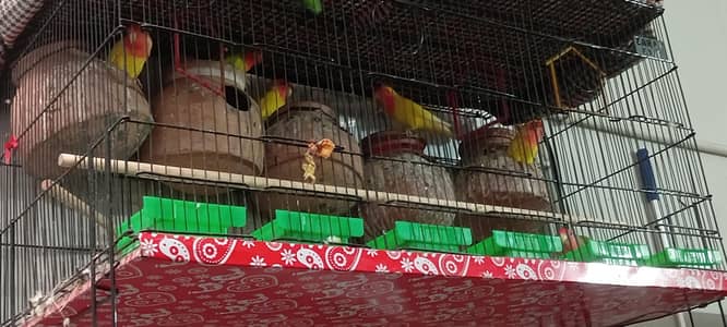 Beautiful Love Birds – 4 Pairs (8 Birds)
