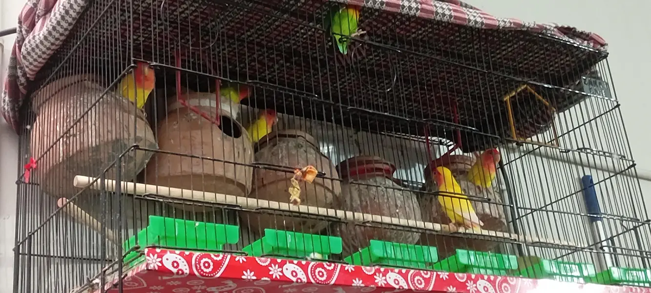 Beautiful Love Birds – 4 Pairs (8 Birds) — photo 2