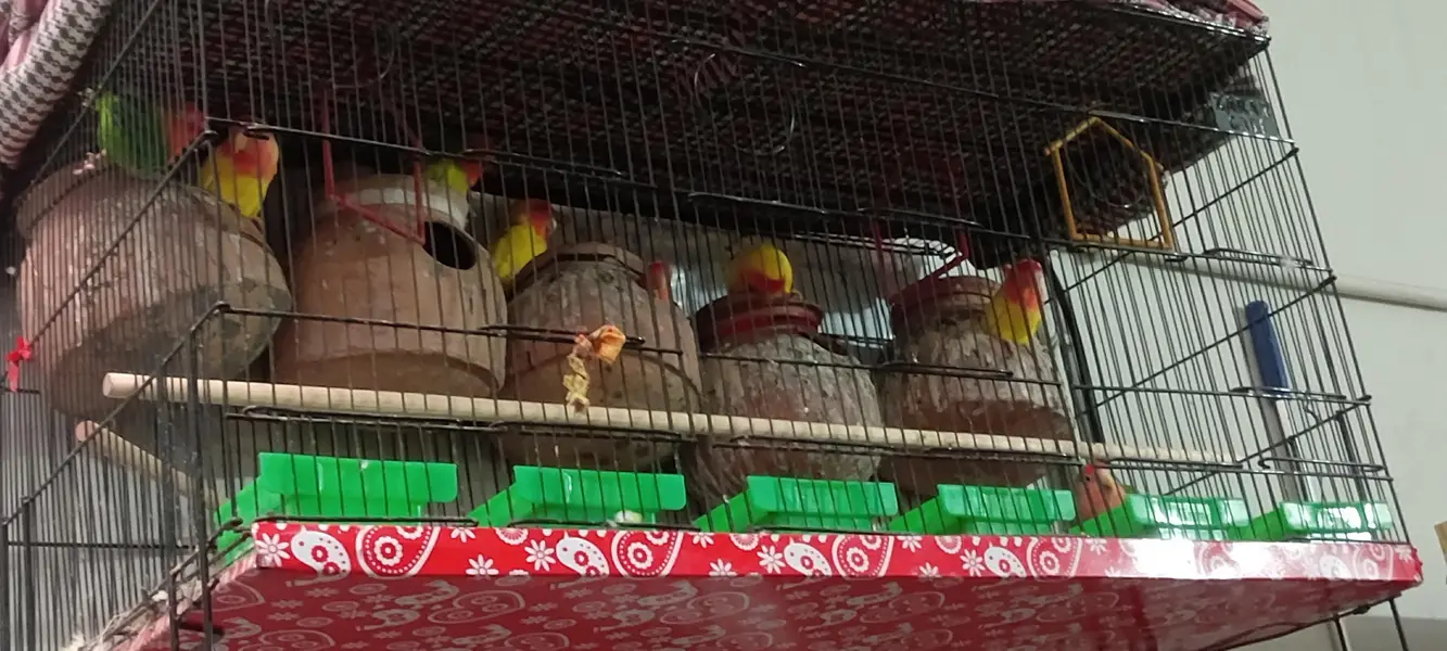 Beautiful Love Birds – 4 Pairs (8 Birds) — photo 3