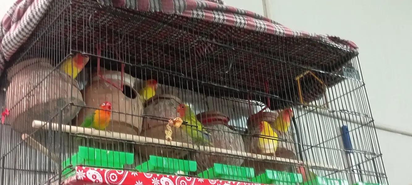 Beautiful Love Birds – 4 Pairs (8 Birds) — photo 4