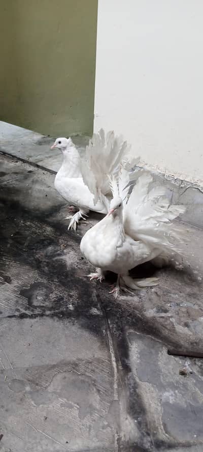 American lucky White&Fancy lucky Indian fantail
