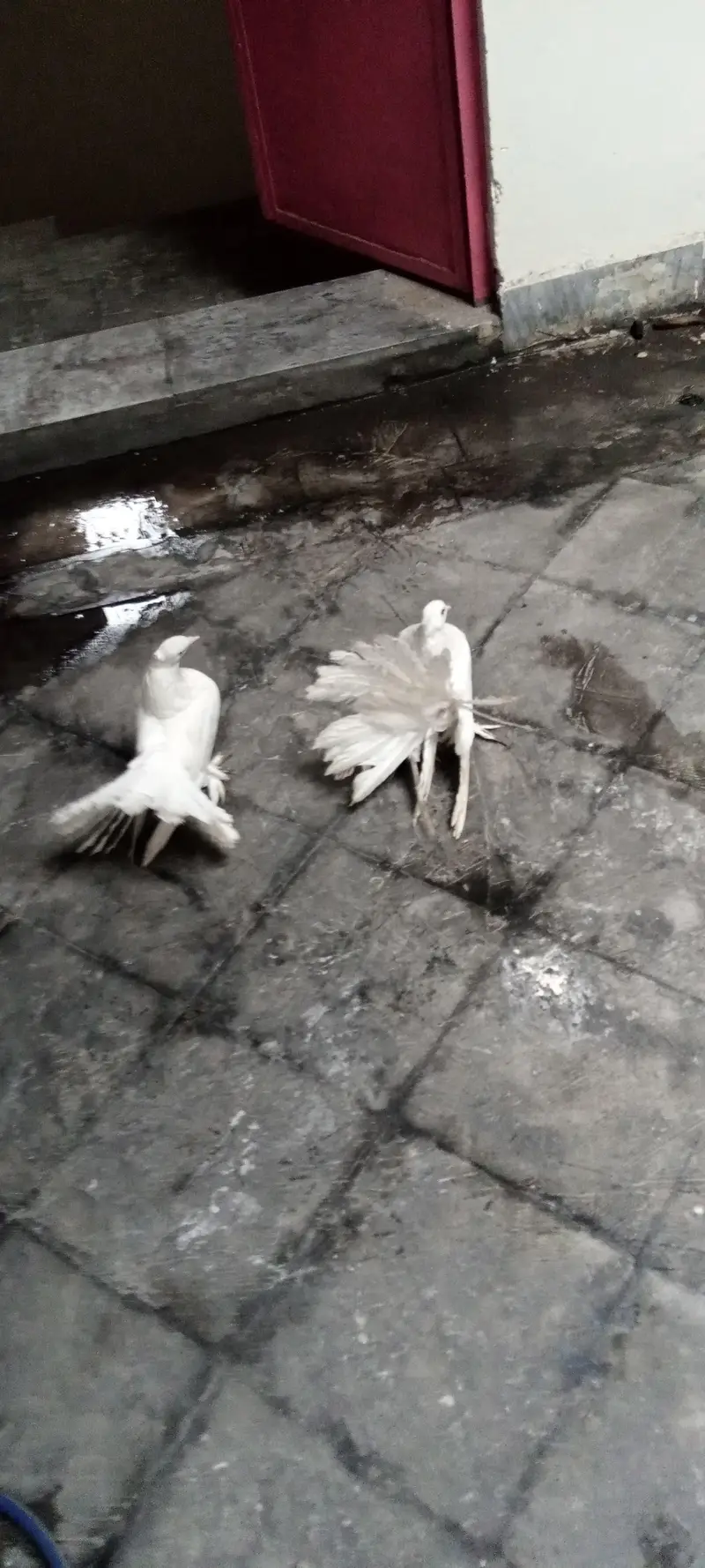 American lucky White&Fancy lucky Indian fantail — photo 2