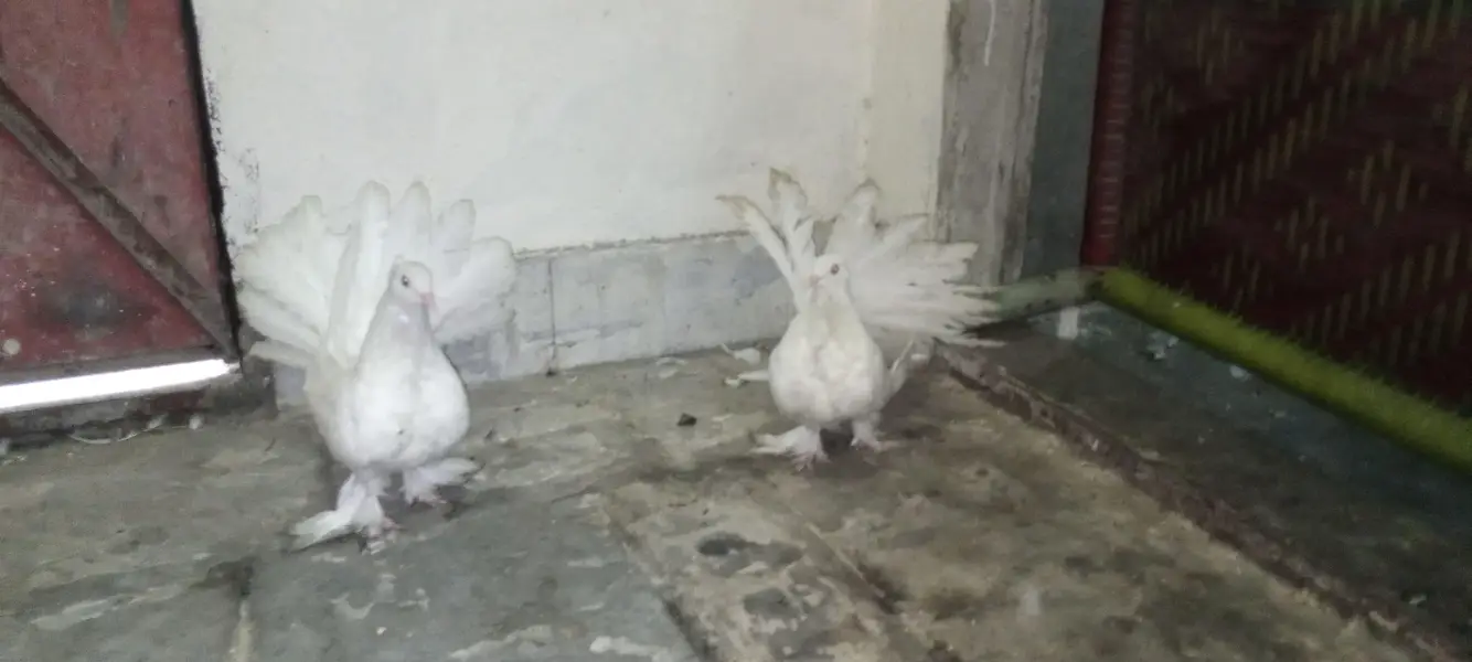 American lucky White&Fancy lucky Indian fantail — photo 3