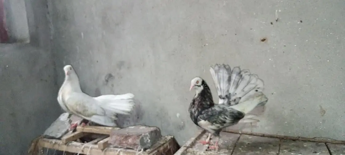 American lucky White&Fancy lucky Indian fantail — photo 5