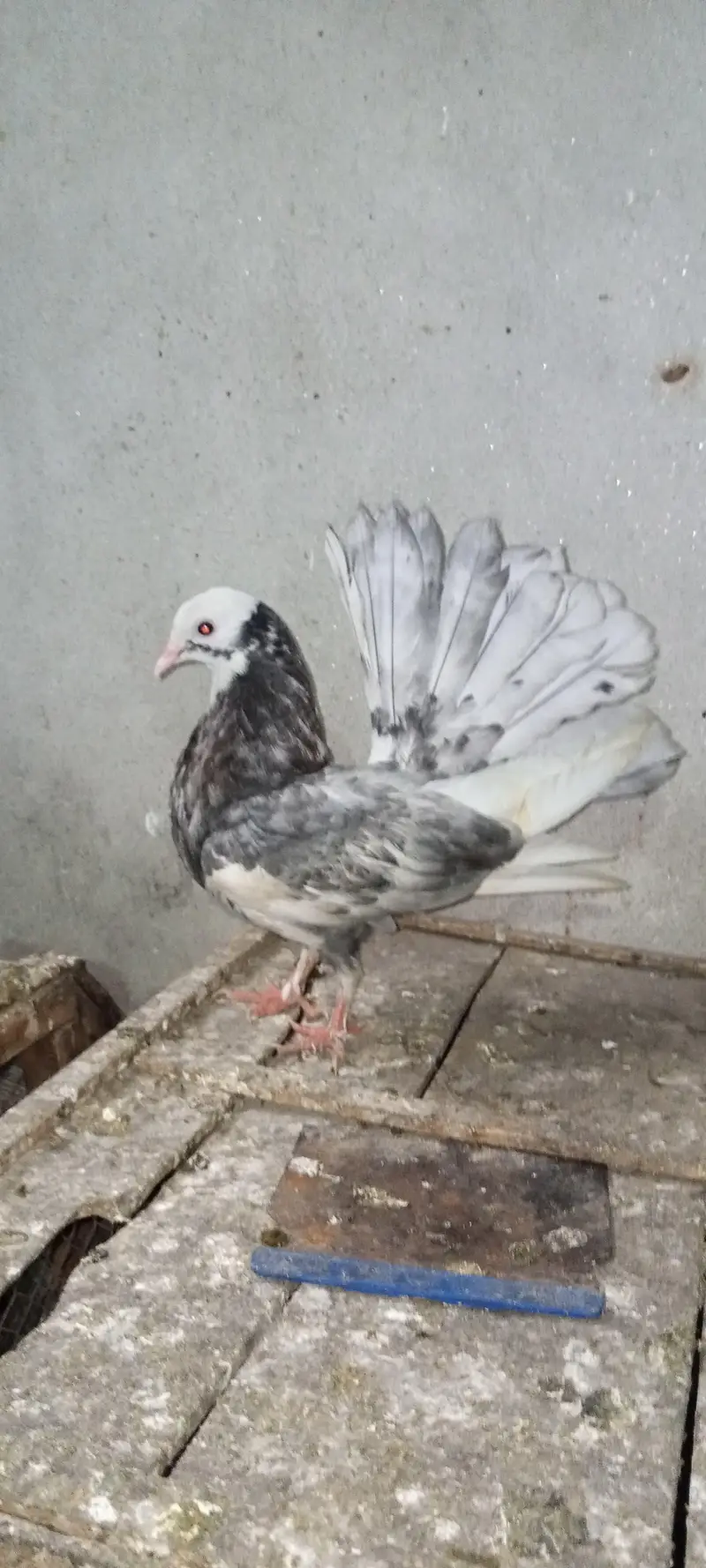 American lucky White&Fancy lucky Indian fantail — photo 6