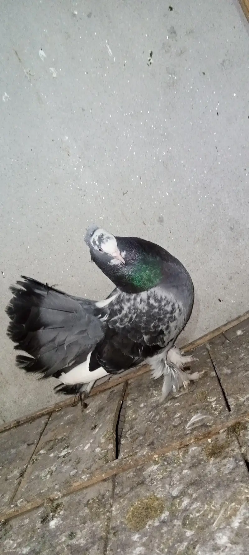American lucky White&Fancy lucky Indian fantail — photo 8