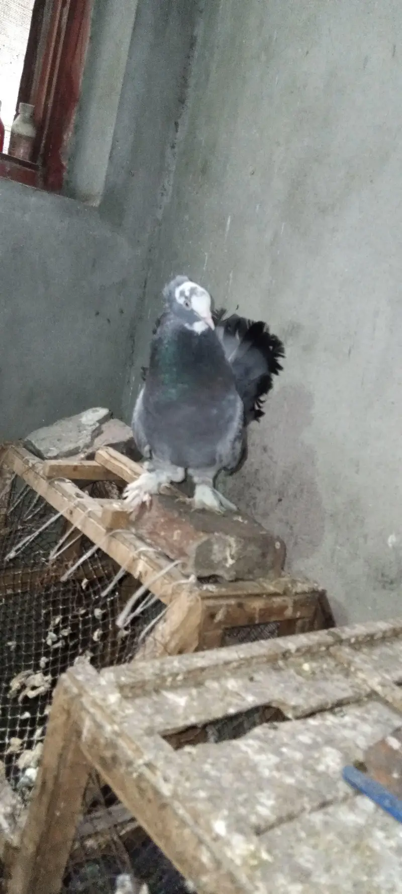 American lucky White&Fancy lucky Indian fantail — photo 10