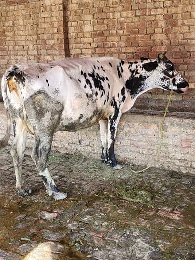 cow for sale freezion cholistani cross.