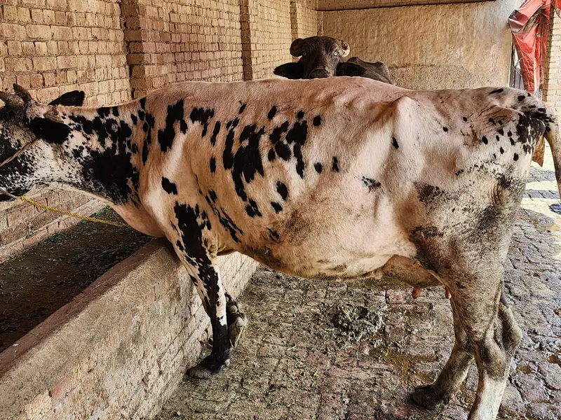 cow for sale freezion cholistani cross. — photo 2