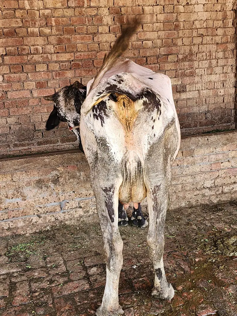 cow for sale freezion cholistani cross. — photo 3