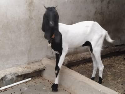 Goat for sale