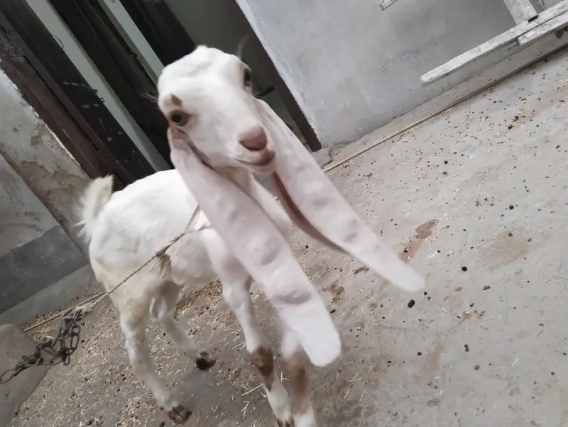 Goat for sale — photo 2