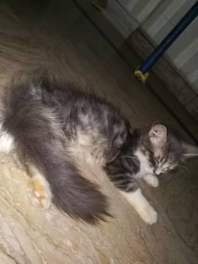 female cat