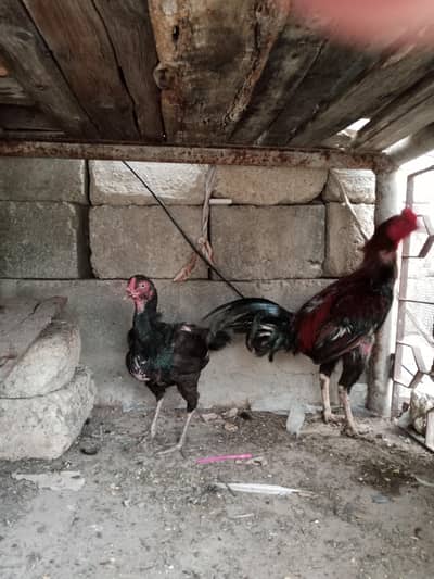 Pure Aseel Murga Aur Murgi For Sale
