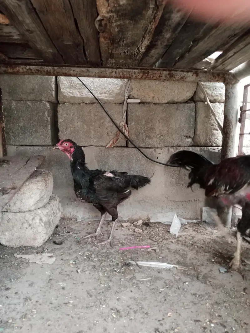 Pure Aseel Murga Aur Murgi For Sale — photo 2