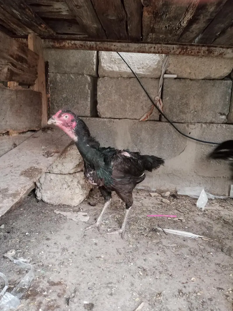 Pure Aseel Murga Aur Murgi For Sale — photo 3
