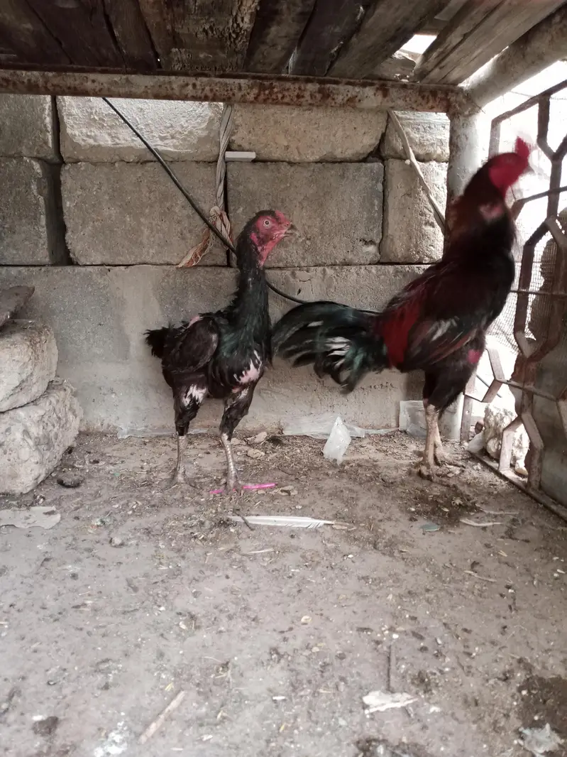Pure Aseel Murga Aur Murgi For Sale — photo 4