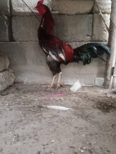 Pure Aseel Murga i For Sale