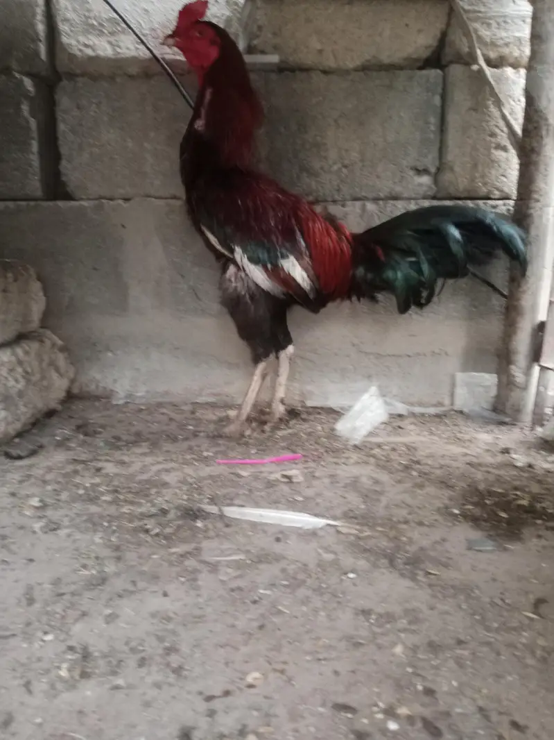 Pure Aseel Murga Aur Murgi For Sale — photo 5