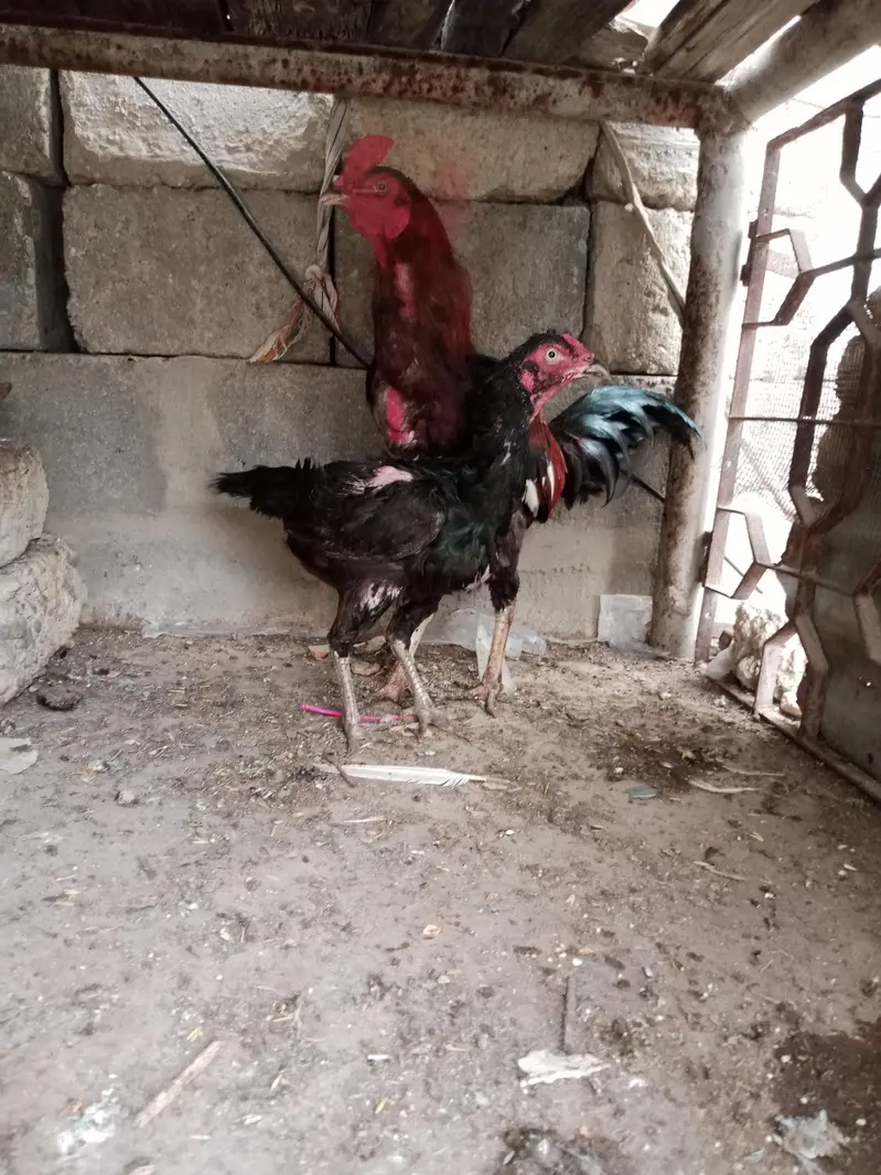 Pure Aseel Murga Aur Murgi For Sale — photo 6