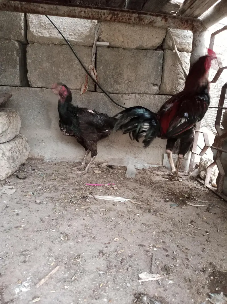 Pure Aseel Murga Aur Murgi For Sale — photo 7
