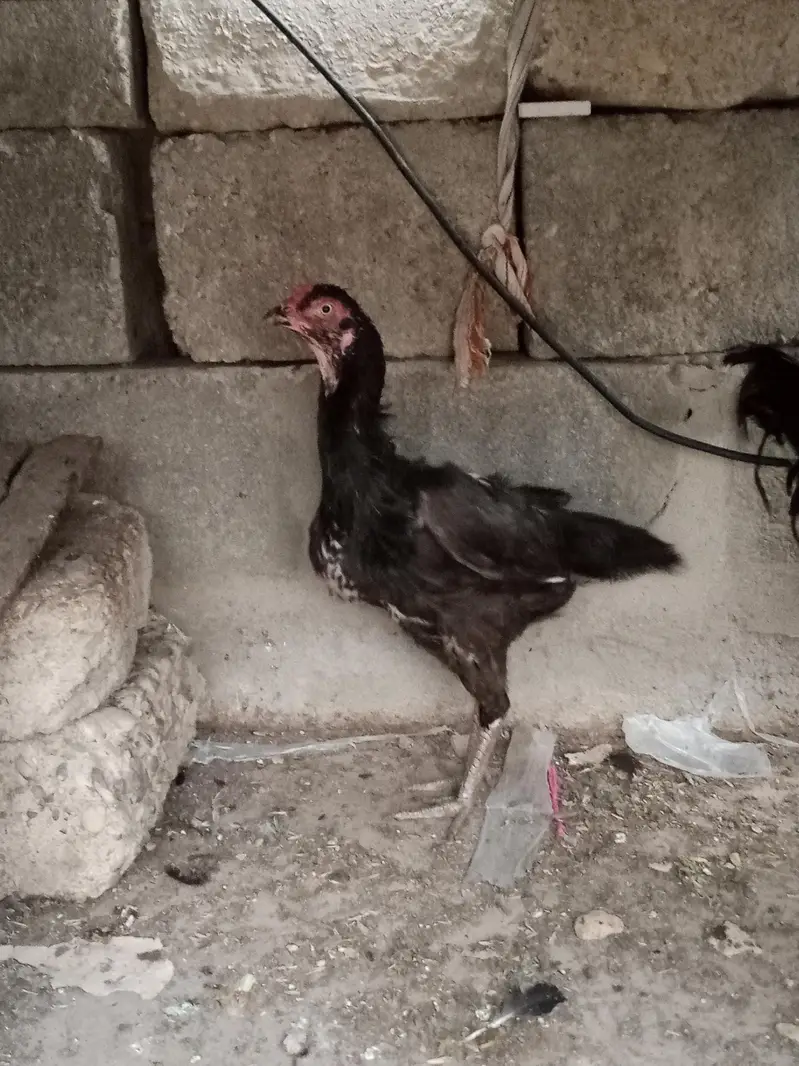 Pure Aseel Murga Aur Murgi For Sale — photo 8