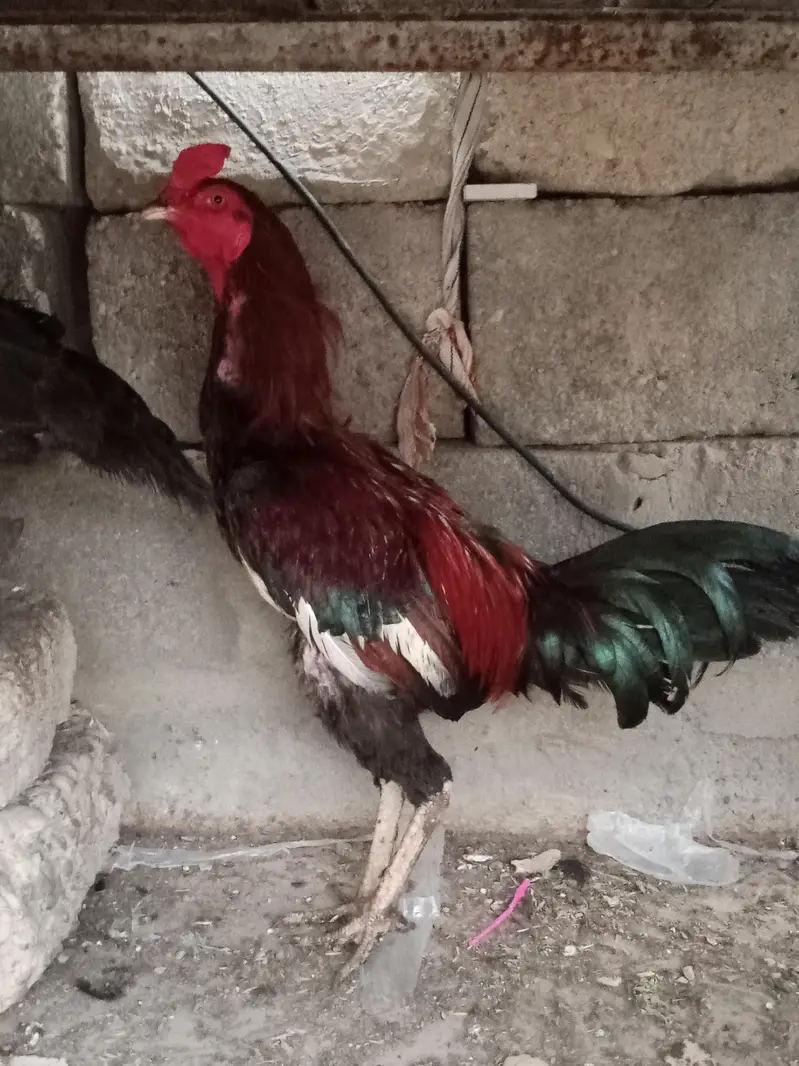 Pure Aseel Murga Aur Murgi For Sale — photo 9