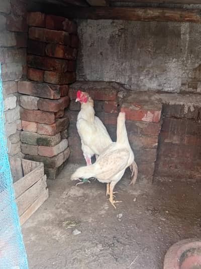 heera pair ,mianwali jawa male + pure lasani amrohi madi ,