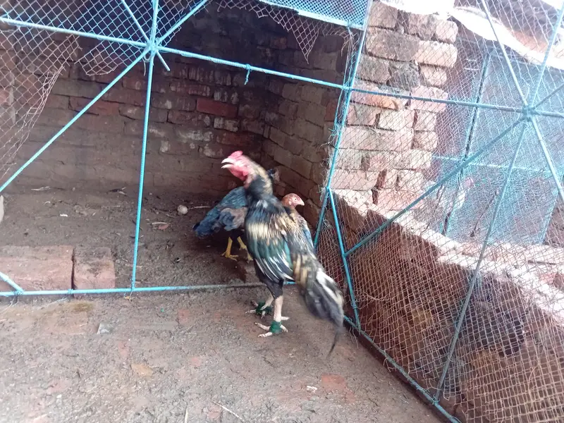 heera pair ,mianwali jawa male + pure lasani amrohi madi , — photo 2