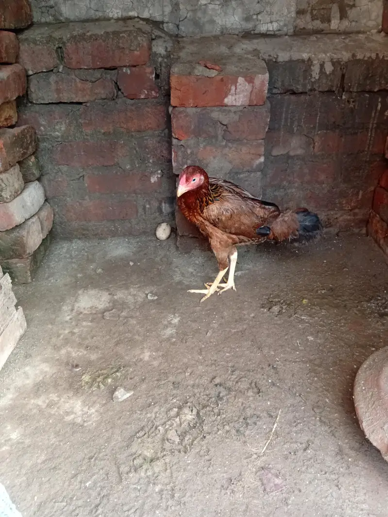 heera pair ,mianwali jawa male + pure lasani amrohi madi , — photo 3