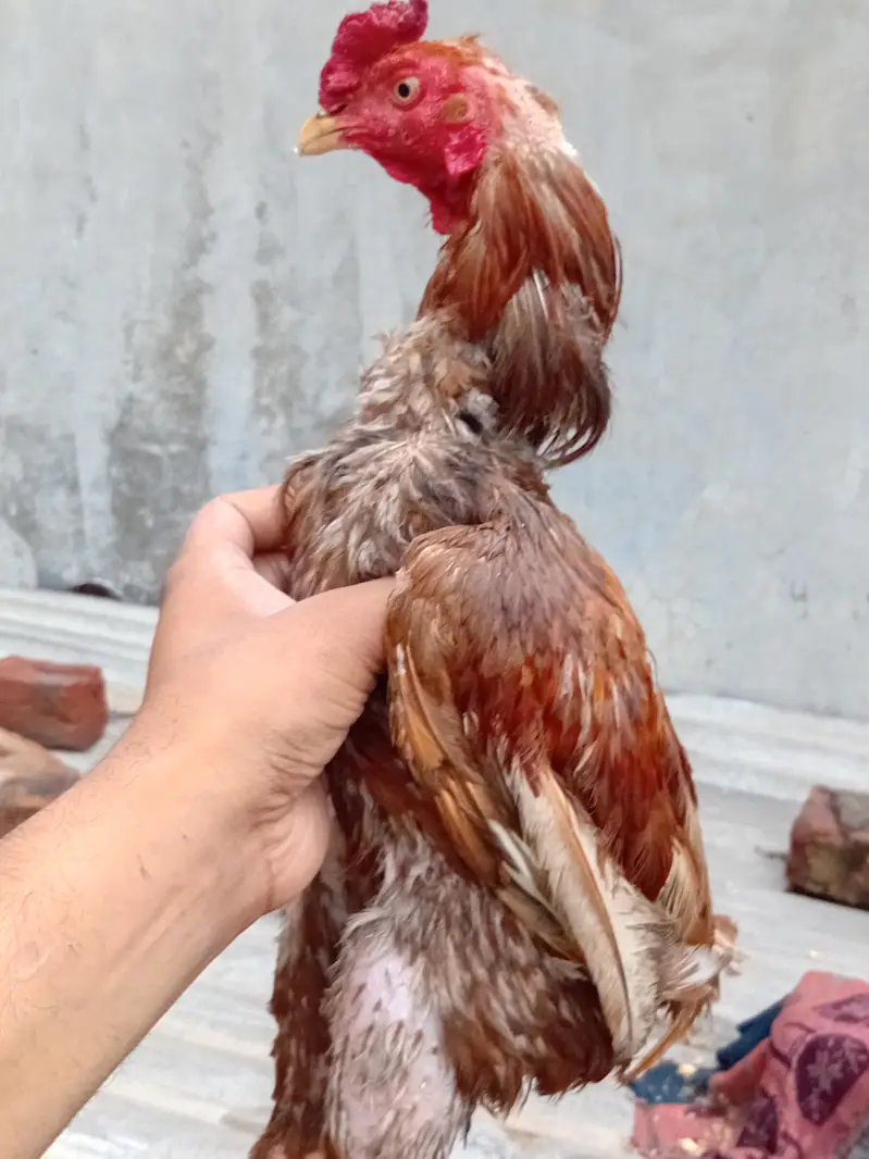 heera pair ,mianwali jawa male + pure lasani amrohi madi , — photo 4