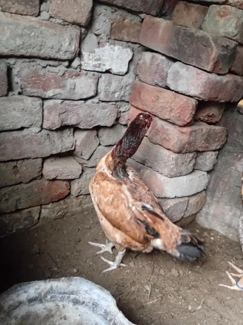 heera pair ,mianwali jawa male + pure lasani amrohi madi , — photo 5