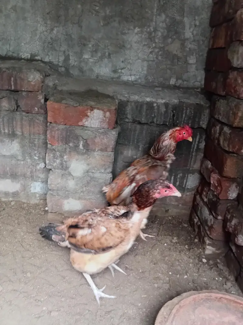 heera pair ,mianwali jawa male + pure lasani amrohi madi , — photo 6