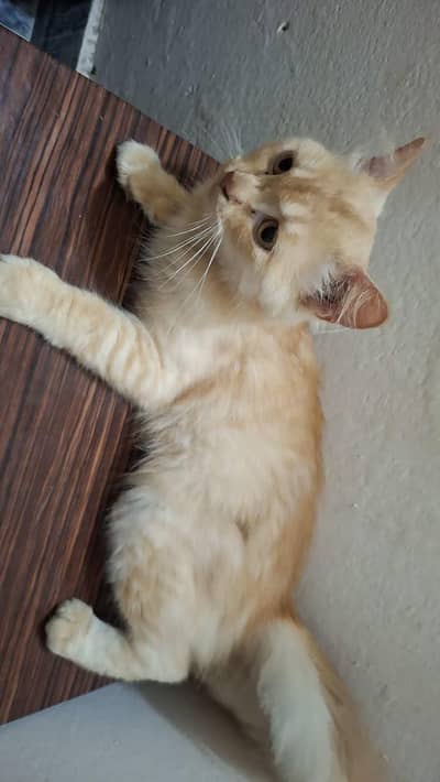 CAT SALE