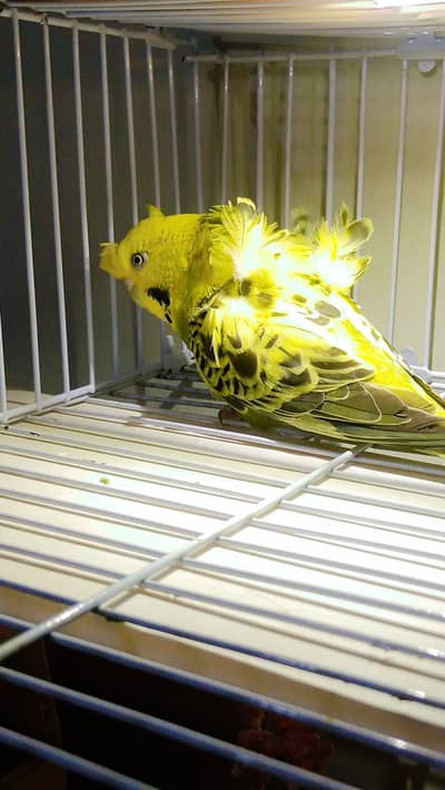 Black face split king size hogoromo female