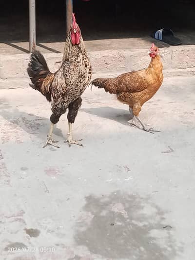 pair of mishri