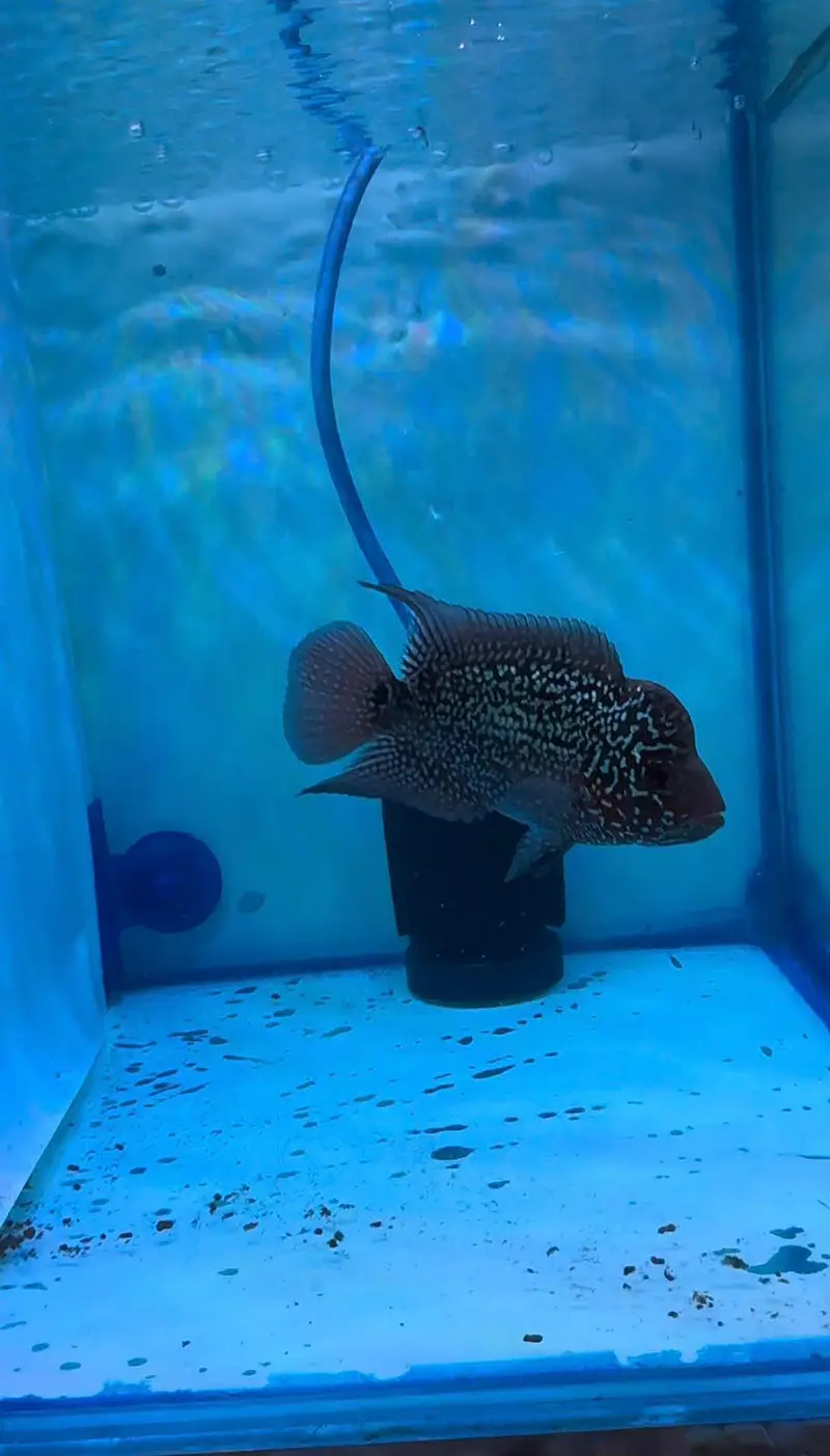 top quality babies and adult flower horn vvip grade