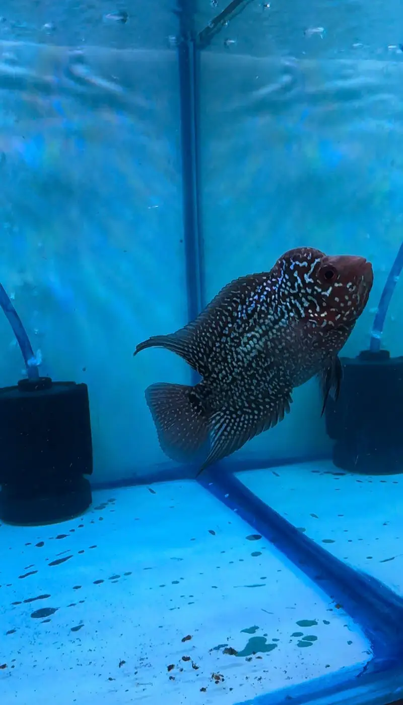 top quality babies and adult flower horn vvip grade — photo 2
