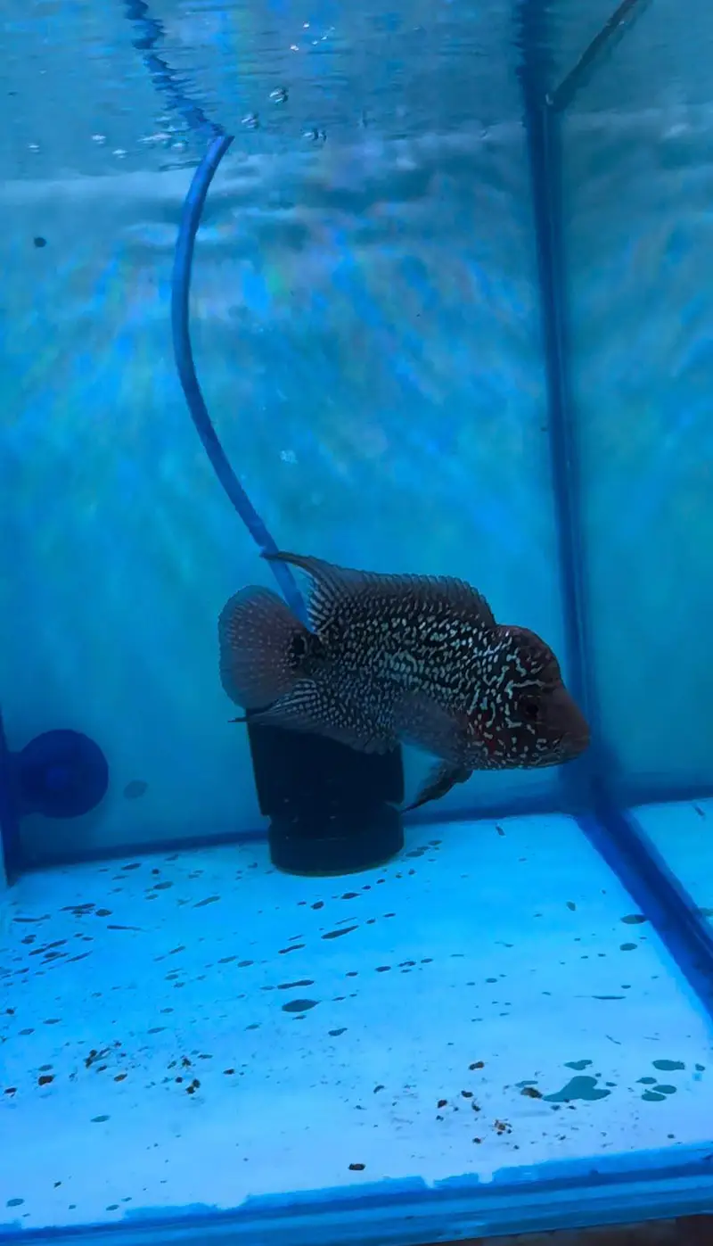 top quality babies and adult flower horn vvip grade — photo 3