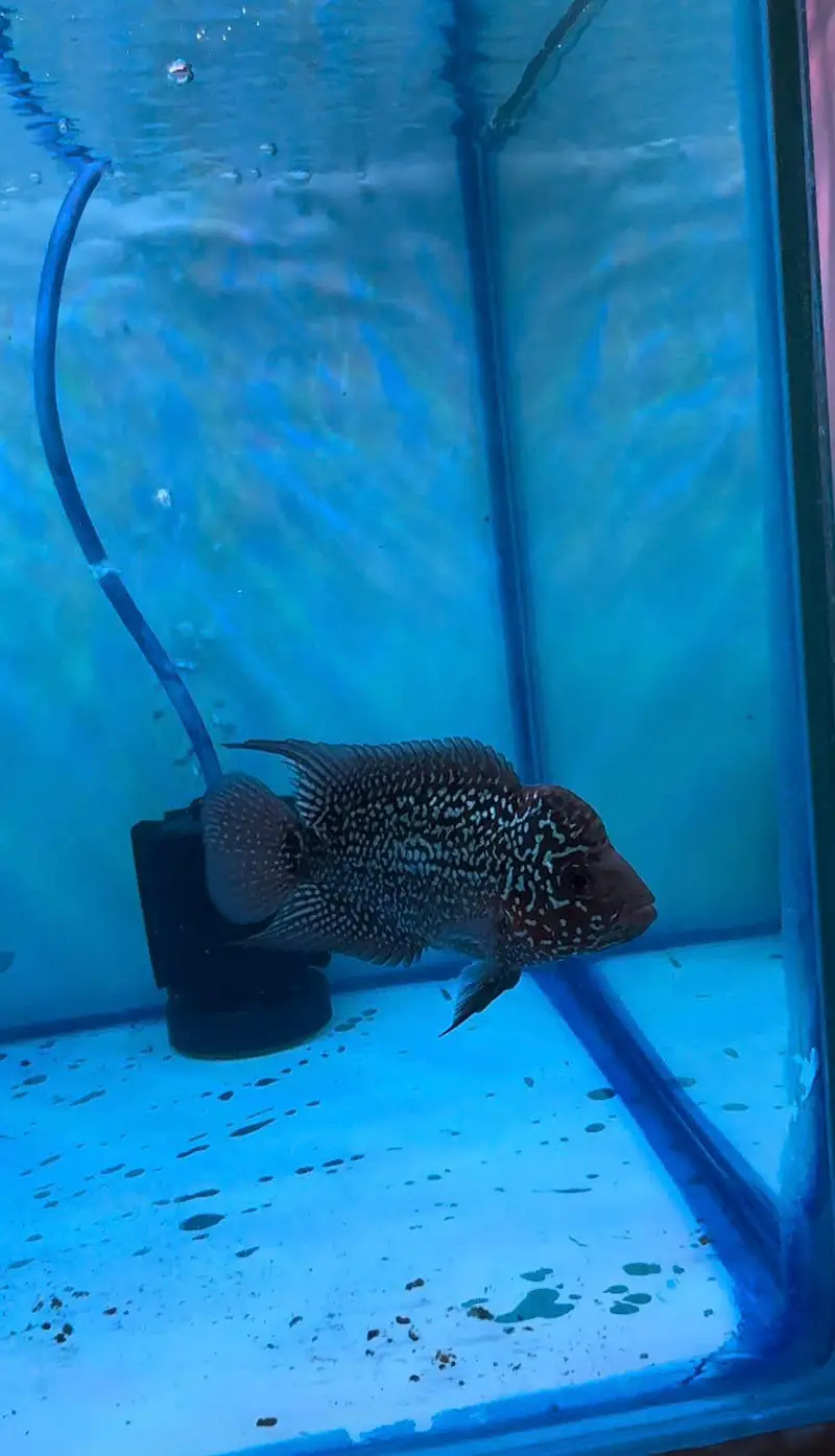 top quality babies and adult flower horn vvip grade — photo 4