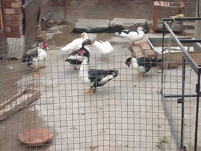 Muscovy ducks
