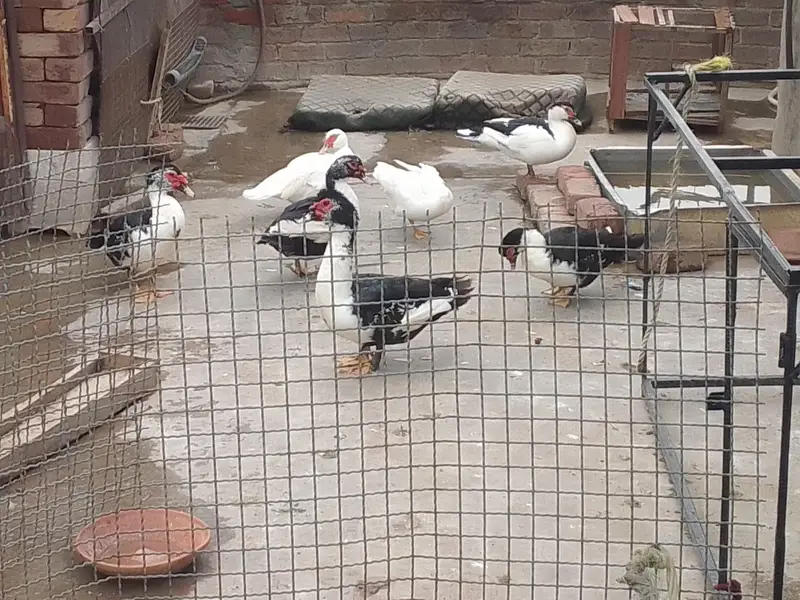 Muscovy ducks