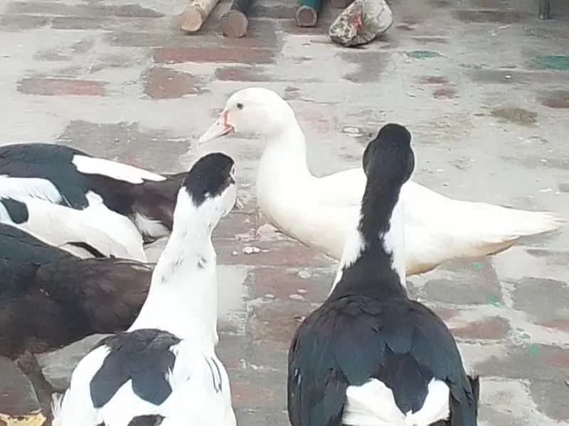 Muscovy ducks — photo 2
