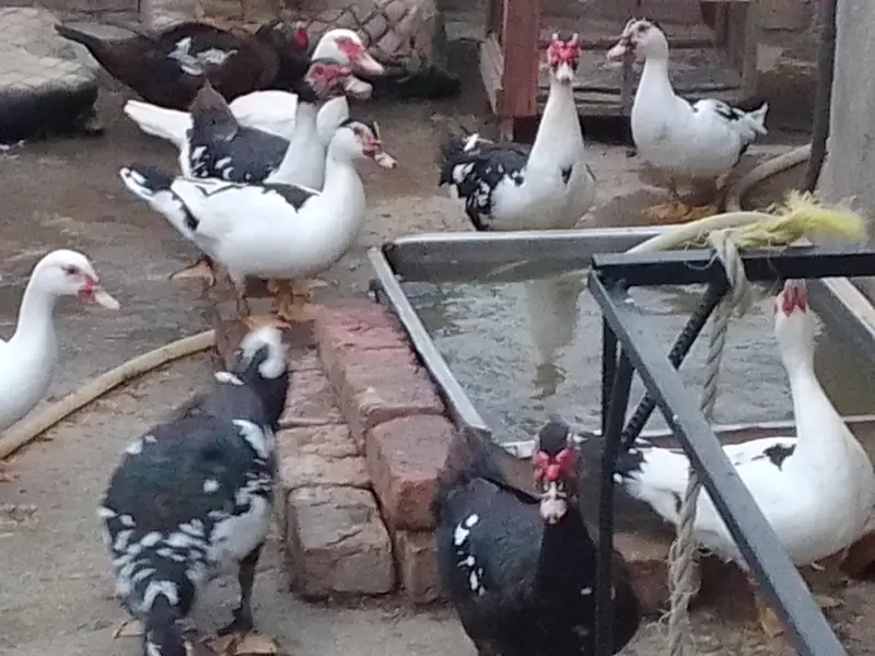 Muscovy ducks — photo 3