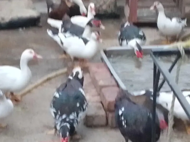 Muscovy ducks — photo 4