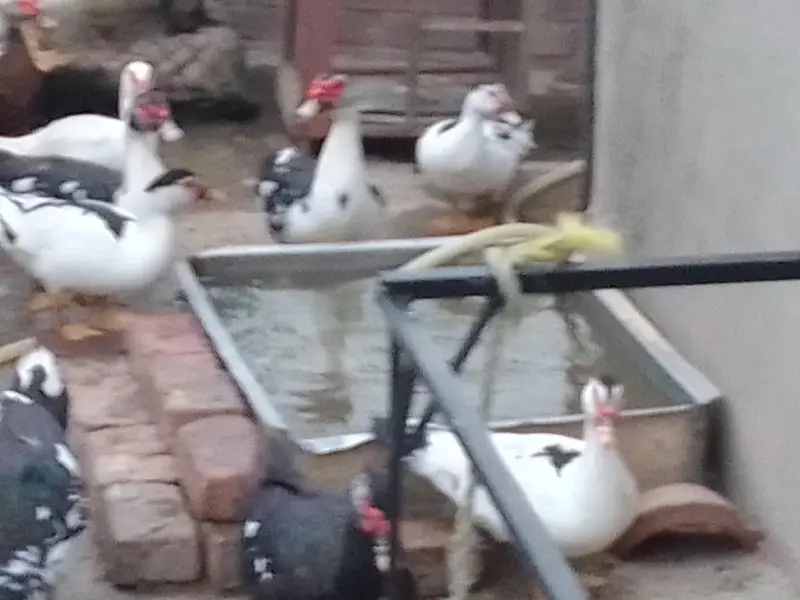 Muscovy ducks — photo 5