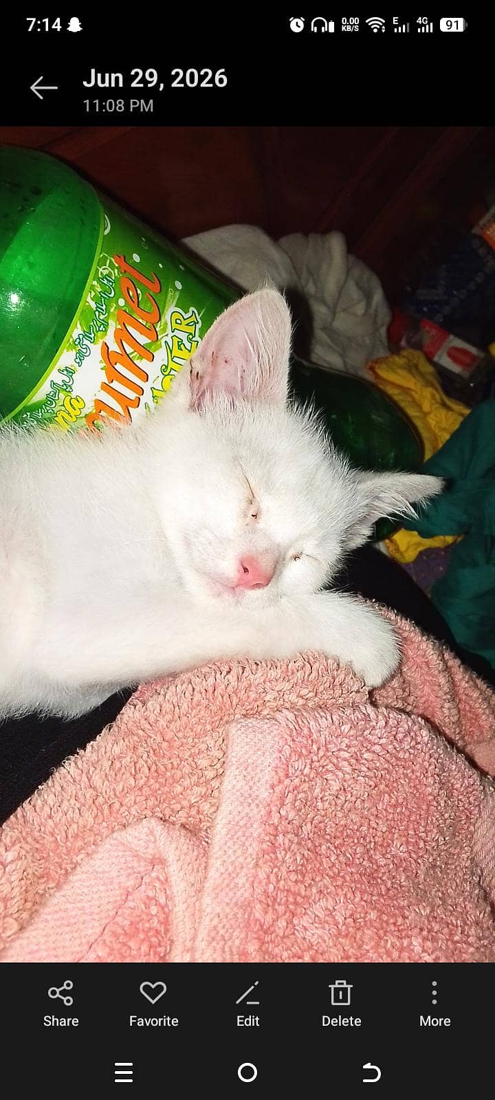 trained kitten 0