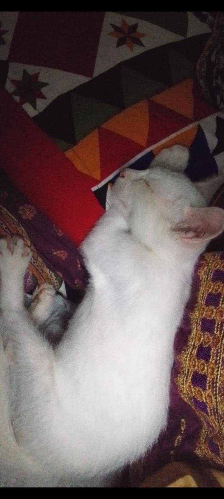trained kitten 1
