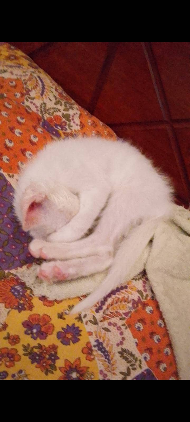trained kitten 2