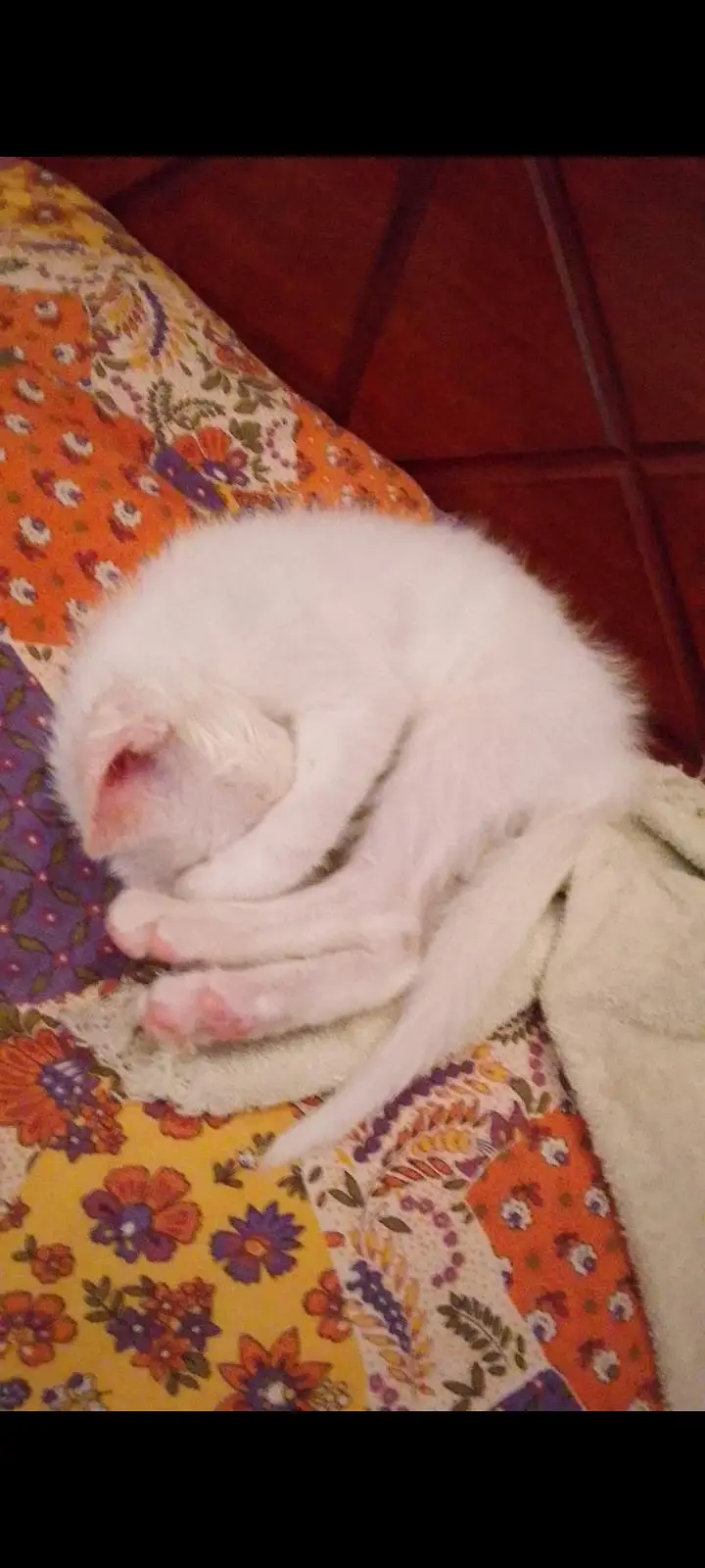 trained kitten — photo 3